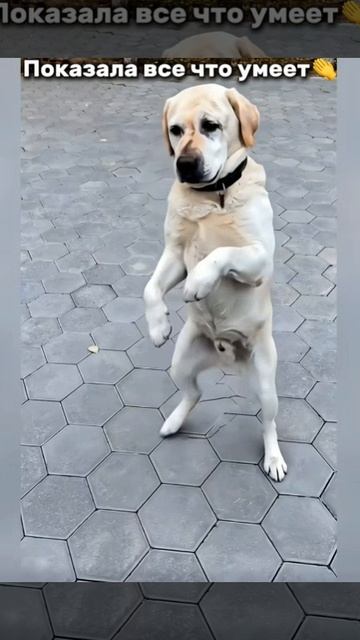 Бокс