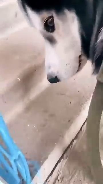 Обиженная собака  БЕЗУМНО СМЕШНО 🐾🧨