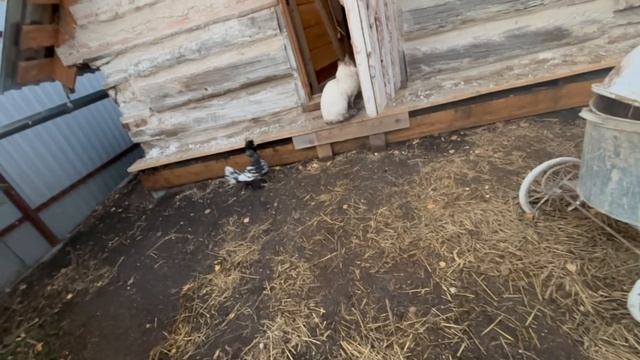 Разные короткие видео