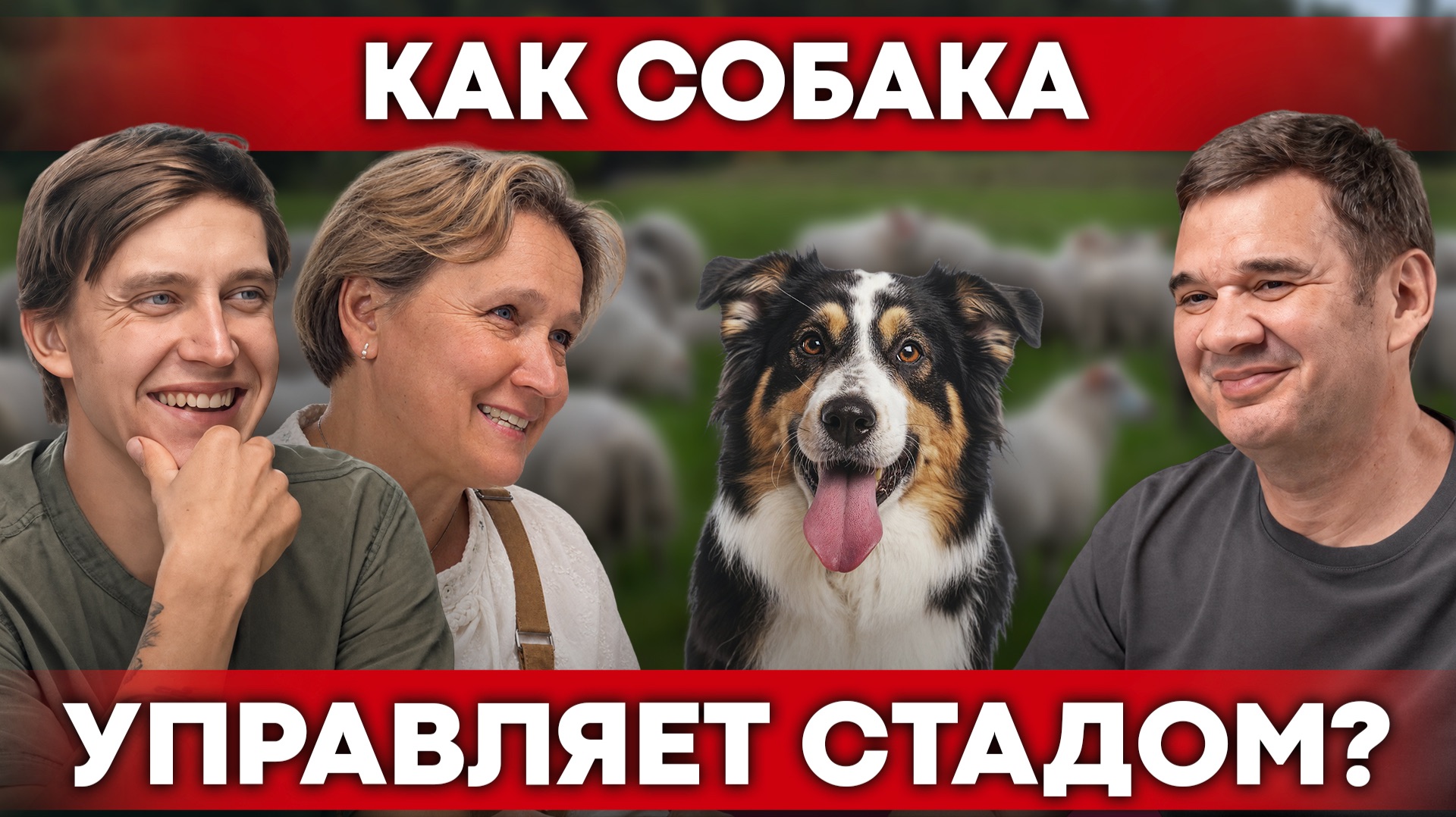 Как пастушьи собаки заменяют рабочих на ферме? | Своя Еда