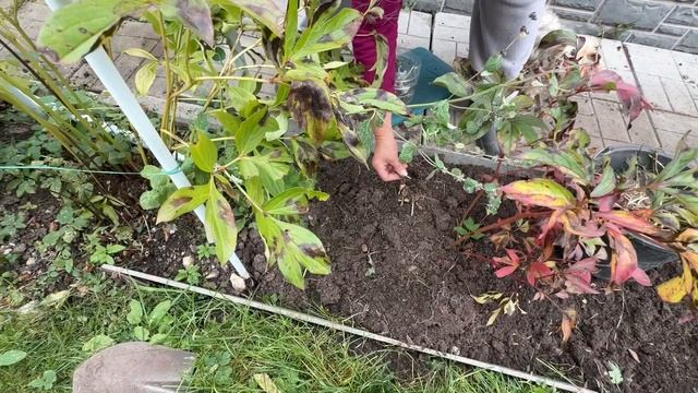 Паштет из печени курицы. Тюльпаны ? Нарцисы ? А может сорняк ?