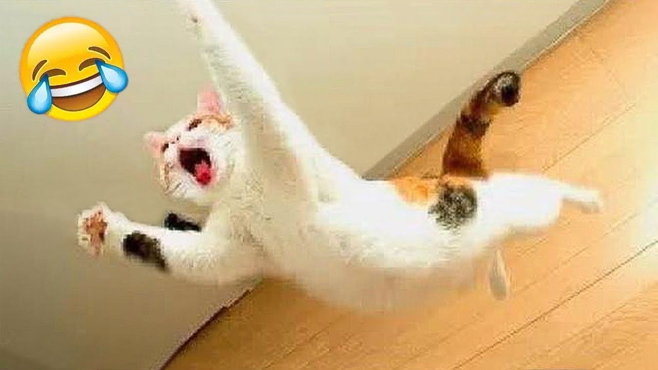 Самые смешные животные. Котики и собачки. Приколы с животными