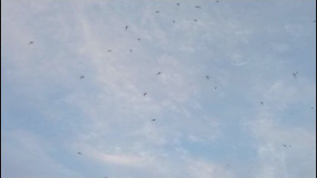 Комаров тьма🦟