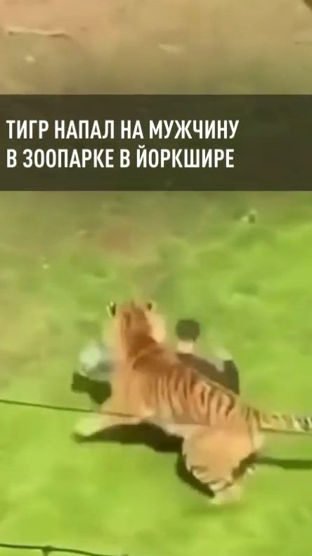 Тигр напал на мужчину в зоопарке в Йоркшире