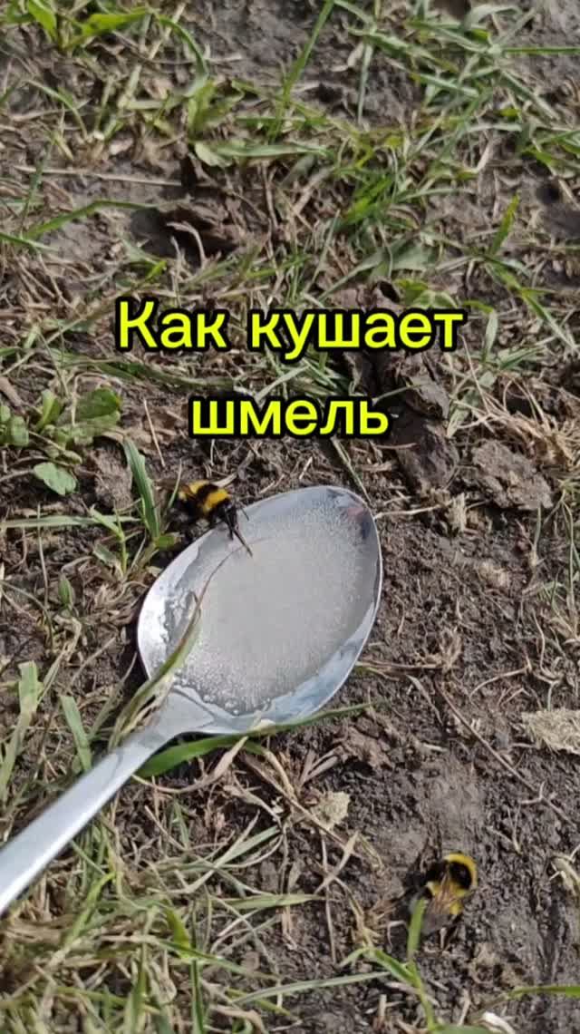Как питается шмель?