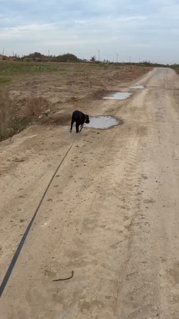 rutube.ru