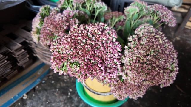 Решим на месте, по Факту.