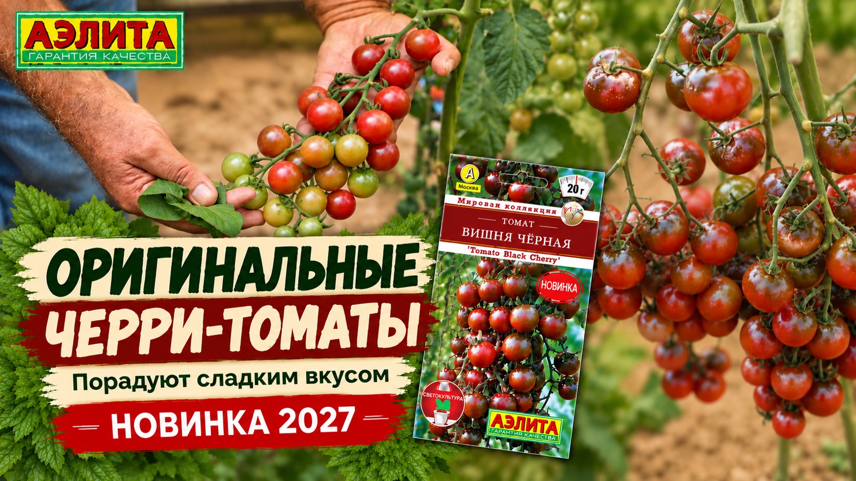 Томат ВИШНЯ ЧЕРНАЯ - сладкий, урожайный и невероятно красивый сорт! Новинка 2027!