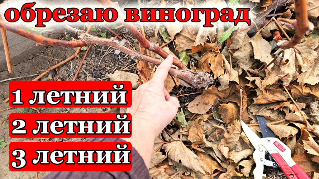 Обрезаю виноград.Надеюсь все сделаю правильно