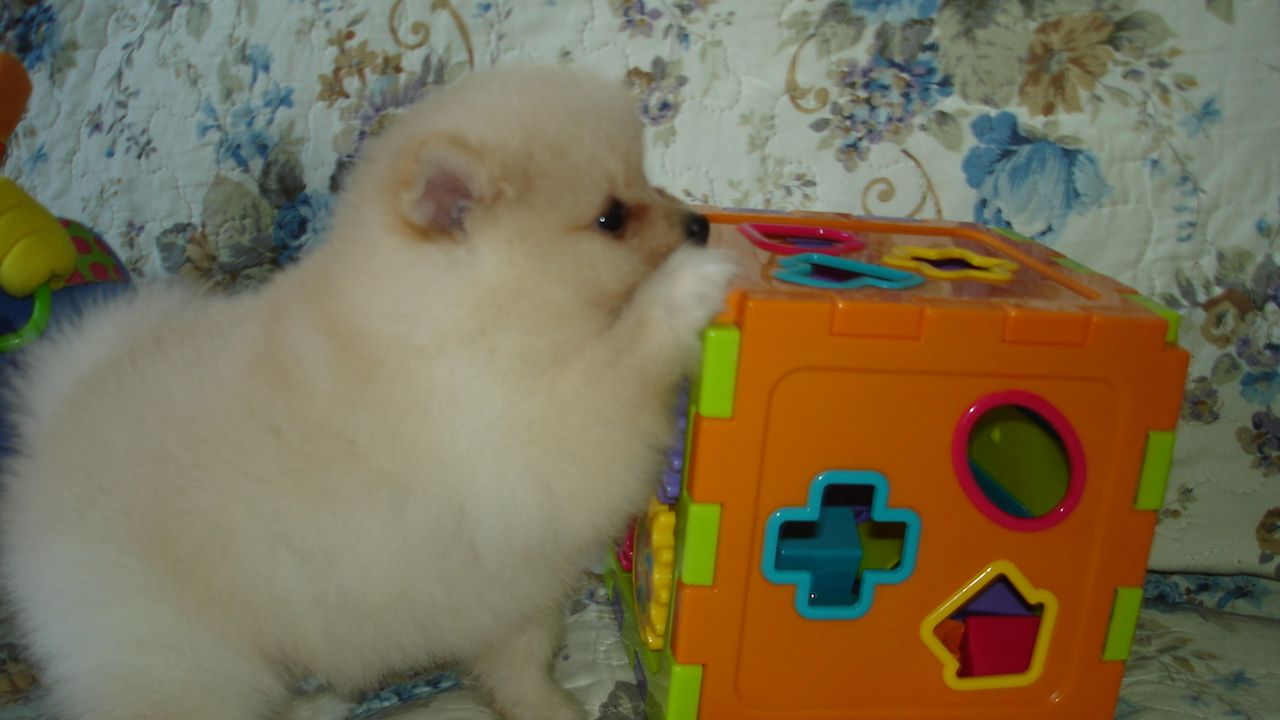 КАК СУШИТЬ шпица ПРАВИЛЬНО 🐾🥰 КТО ЛЮБИТ ШПИЦЕВ СТАВЬТЕ ЛАЙК🙏
