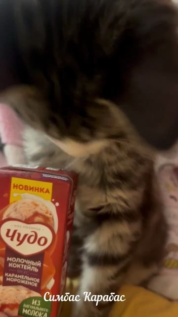 Живой Симба!)