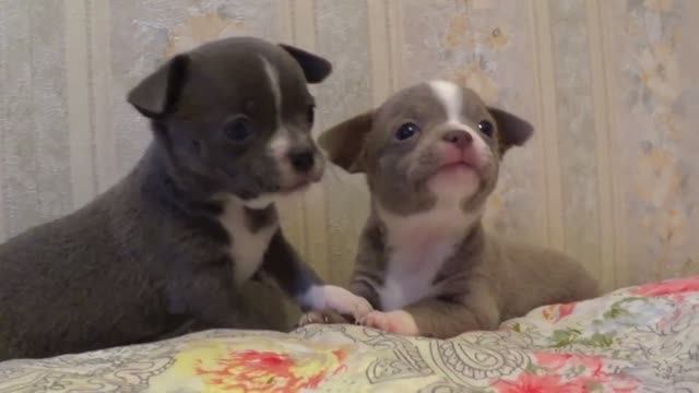 ЗАЧЕМ НАМ СОБАЧКА?  Кому ГОРМОН РАДОСТИ?🐾🎯Где взять бесплатный ОКСИТОЦИН?