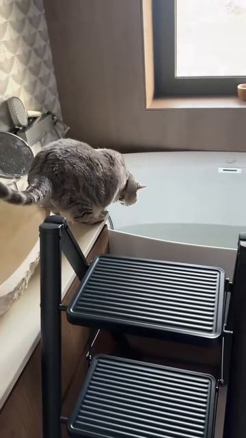 Смешные котики