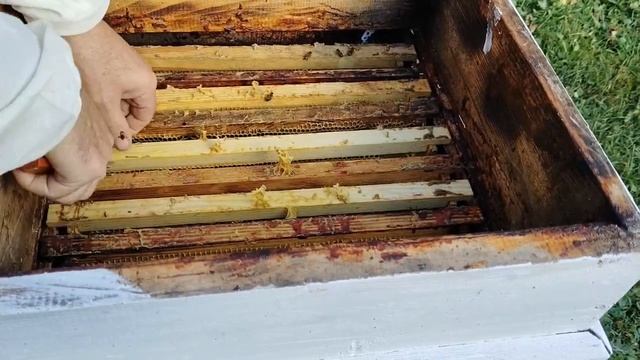12 октября ОТКУДА БЕРЁТСЯ КЛЕЩ ОСЕНЬЮ