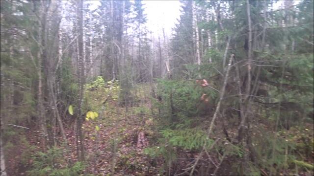 Охота на зайца в Вологодской области.