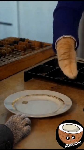 Наши Котики