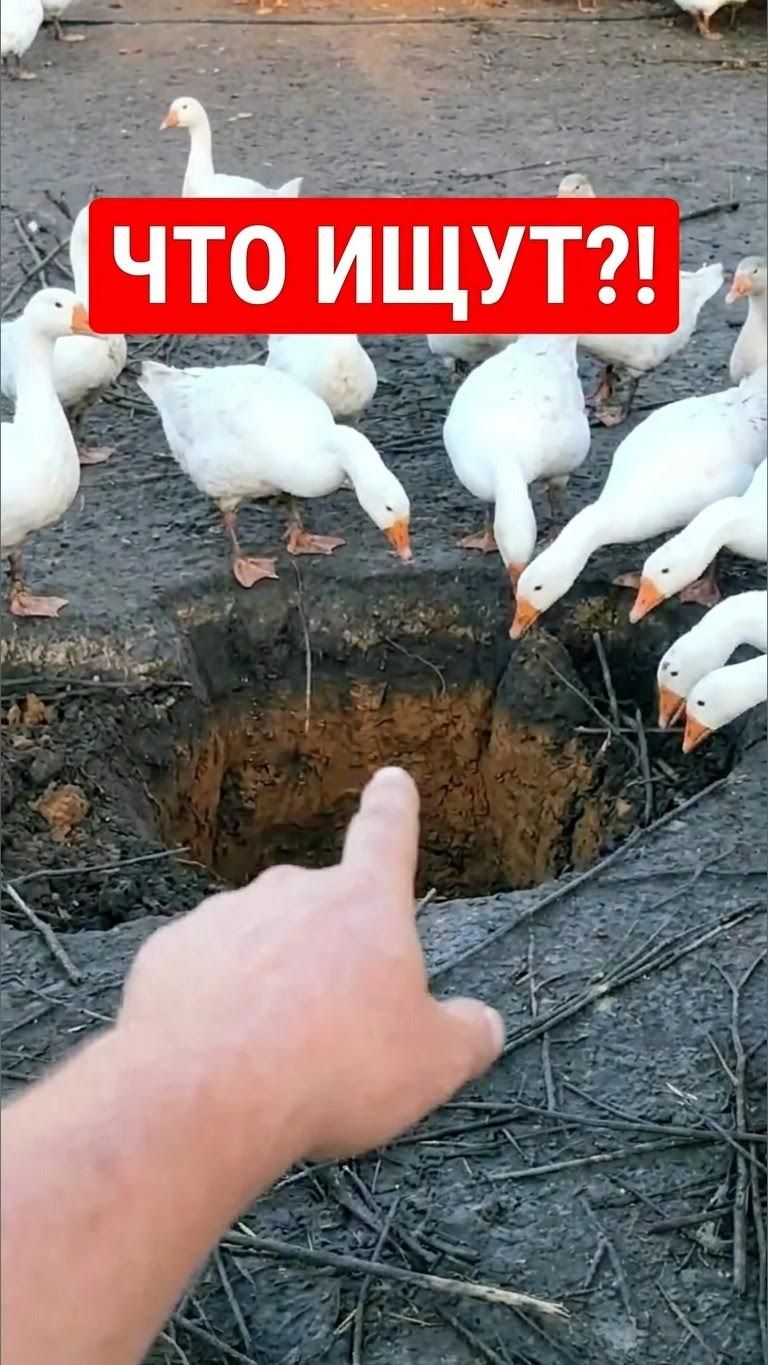 НЕ ГУСИ, А ШАХТЁРЫ?! 😱 Зачем они роют такие норы 🕳️🪿