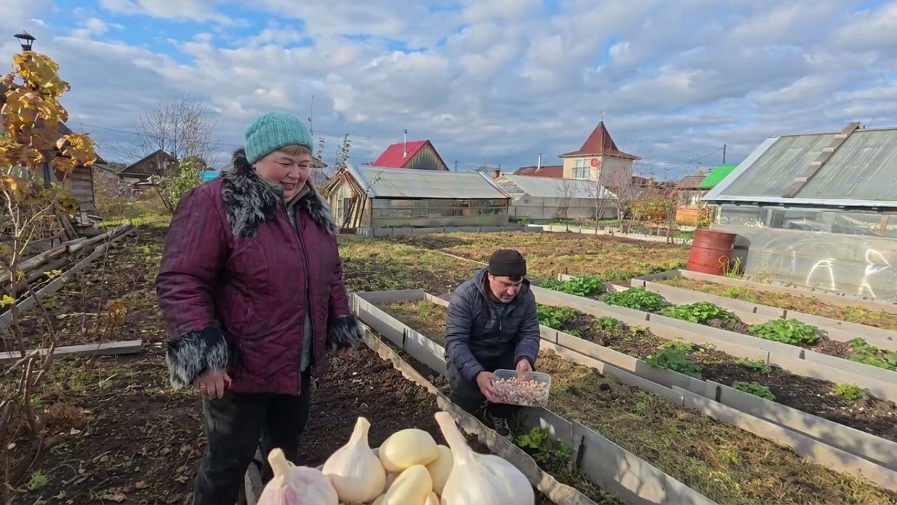 Дачные заботы перед холодами сажаем чеснок обустраивает курятник обрезаем гортензии покупки для дачи