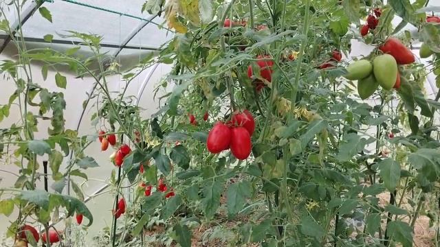 13 октября ПРОДЛИТЬ СЕЗОН ВИТАМИНОВ