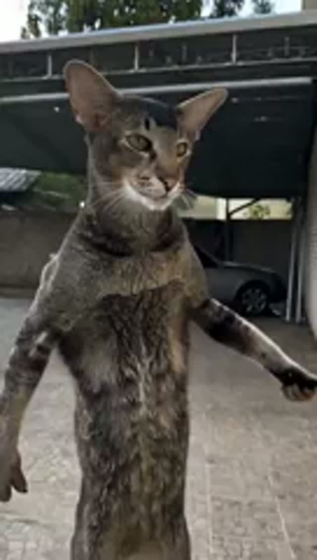 КОТЭ