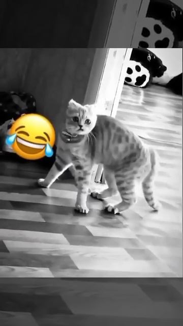 Внезапный приступ тыгыдыка 😂