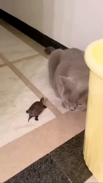 Черепашки и кошки