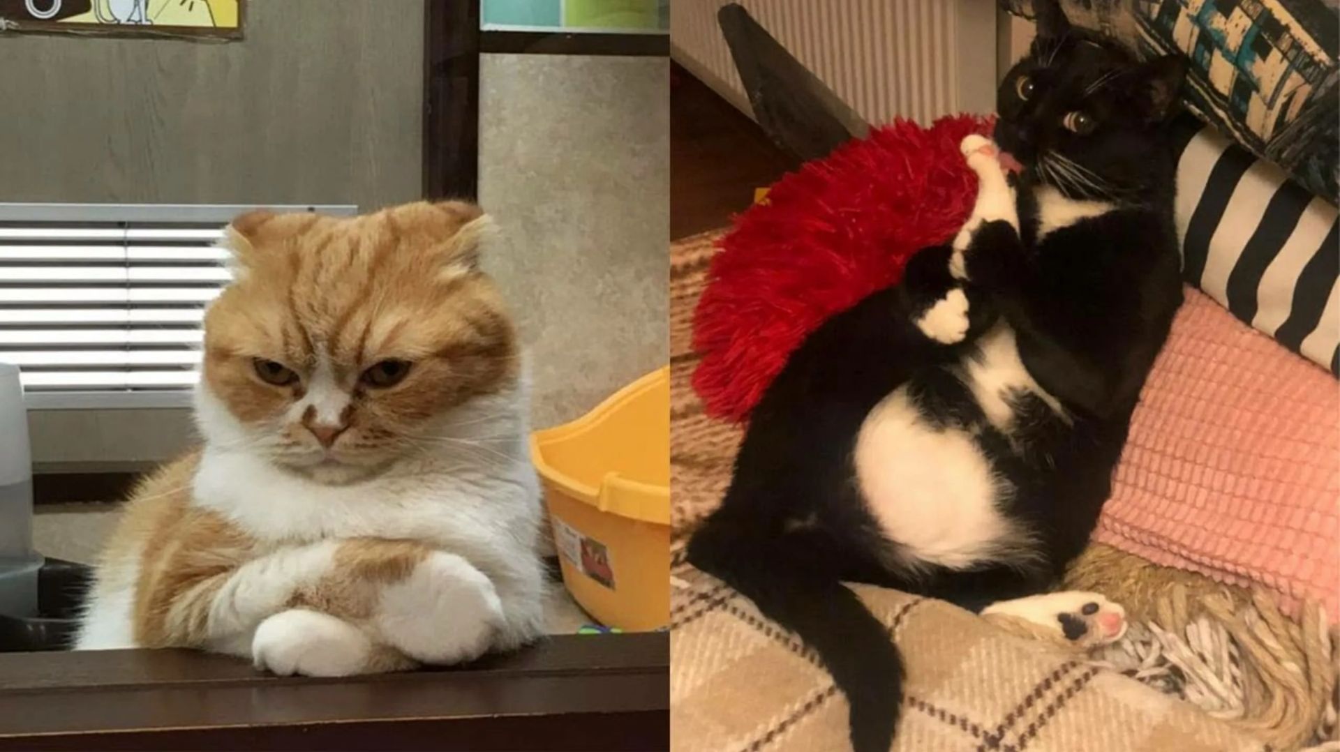 СМЕШНО ДО СЛЕЗ 😹😍 СМЕШНЫЕ КОТЫ, ЛУЧШИЕ ПРИКОЛЫ С КОТАМИ, КОШКИ, СОБАКИ , ЖИВОТНЫЕ