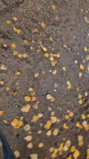 rutube.ru