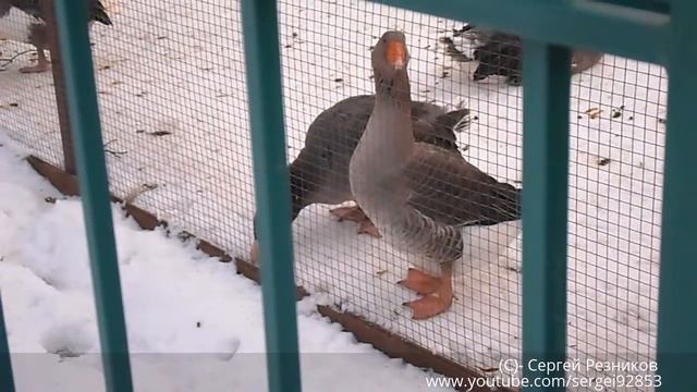 Влоги