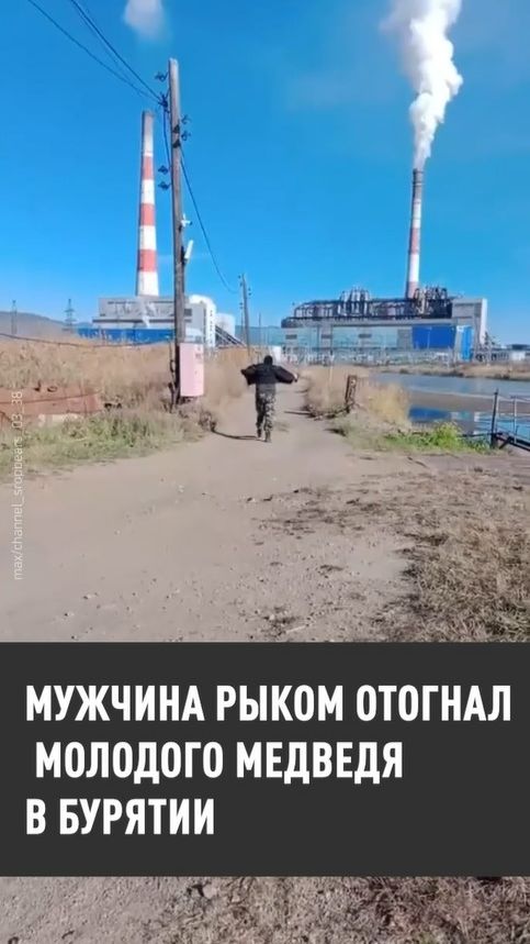 Мужчина рыком прогнал гуляющего медведя в Бурятии