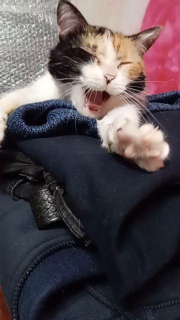 Кошки домашние игривые
