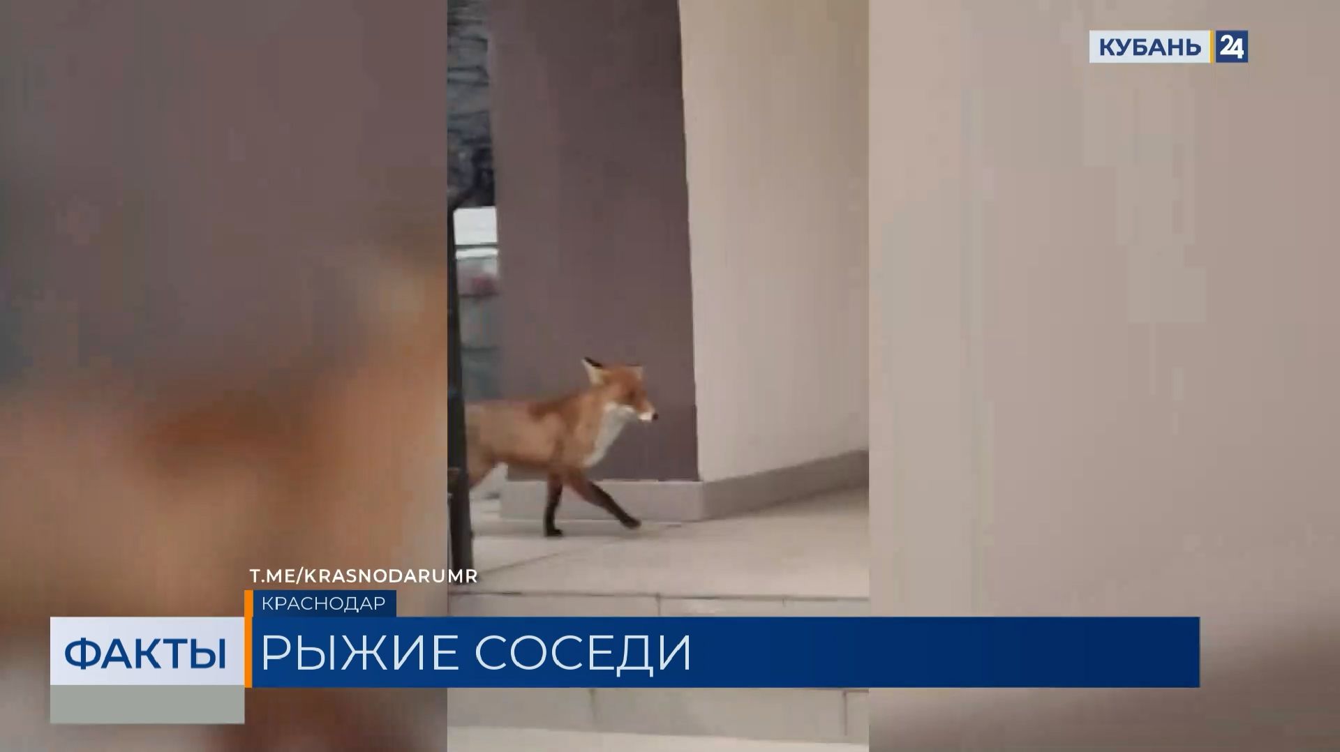 Дикие лисы стали массово выходить к людям в Краснодарском крае