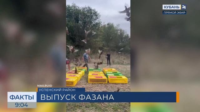 На Кубани выпустили заключительную партию северокавказских фазанов в 2026 году
