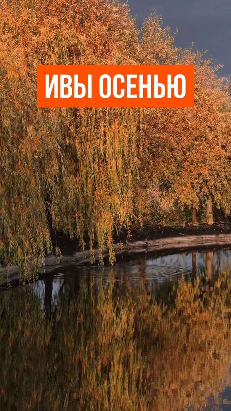 Ивы
