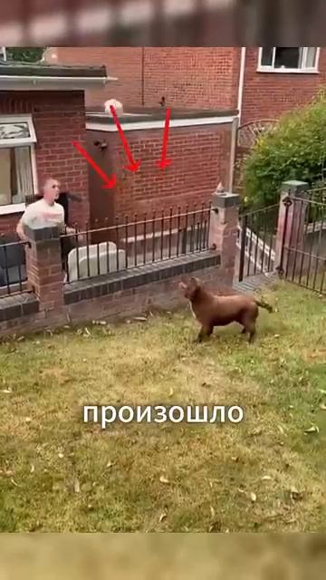 Собака забила гол головой