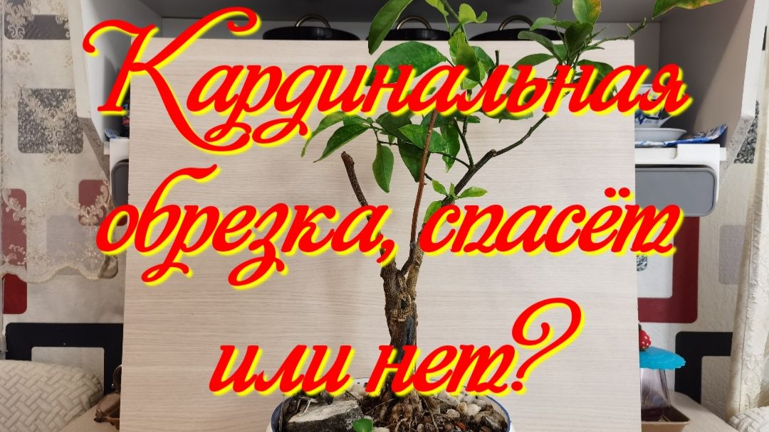 Бонсай из Мандарина стиль САБАМИКИ