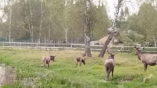 Документальное видео о животных и природе Земли