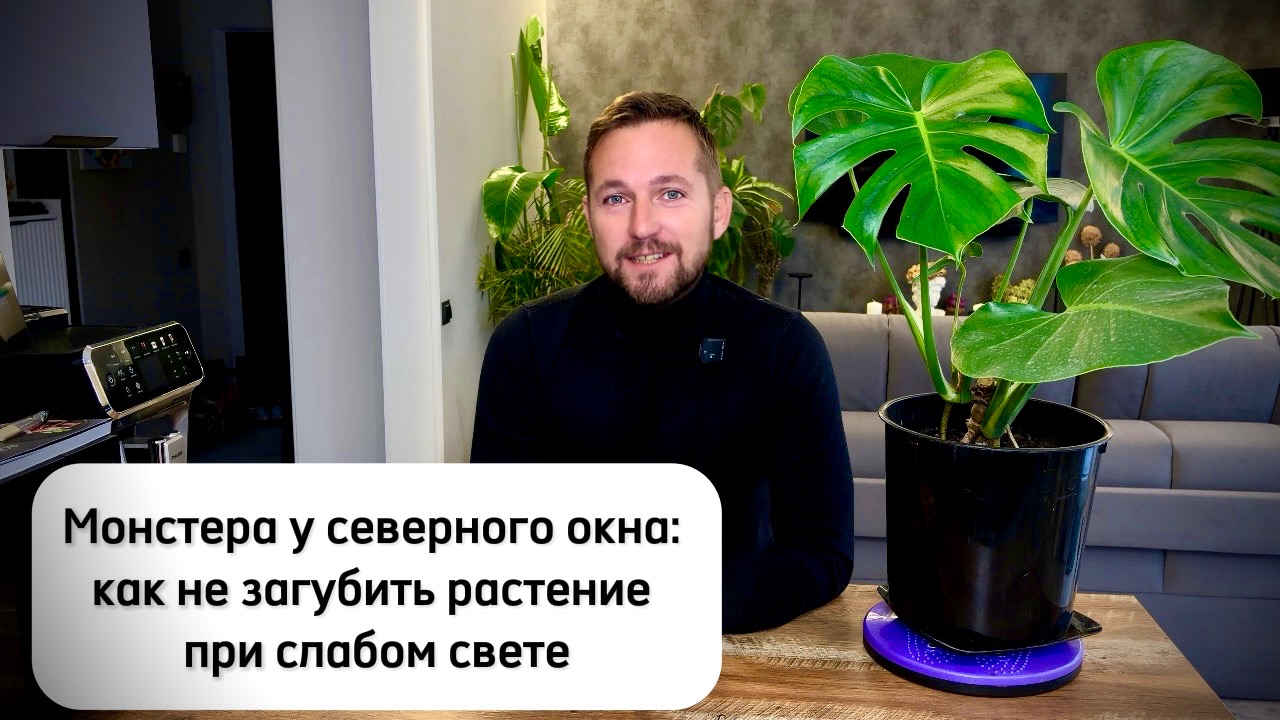 Монстера- уход от черенка до взрослого растения