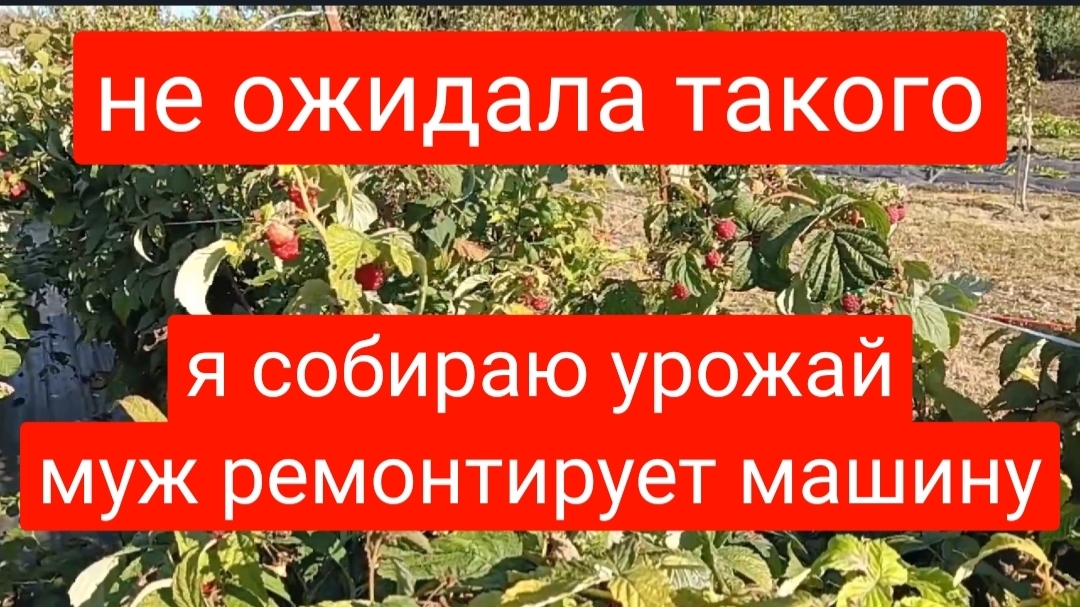 379🌹Не ожидала такого/Наконец собрала виноград/Муж на ремонте/Вечером шашлык