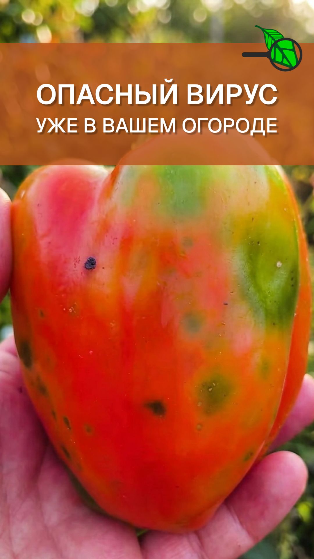 Рассада