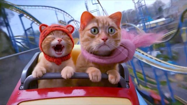Котики - сборник [30 минут]
