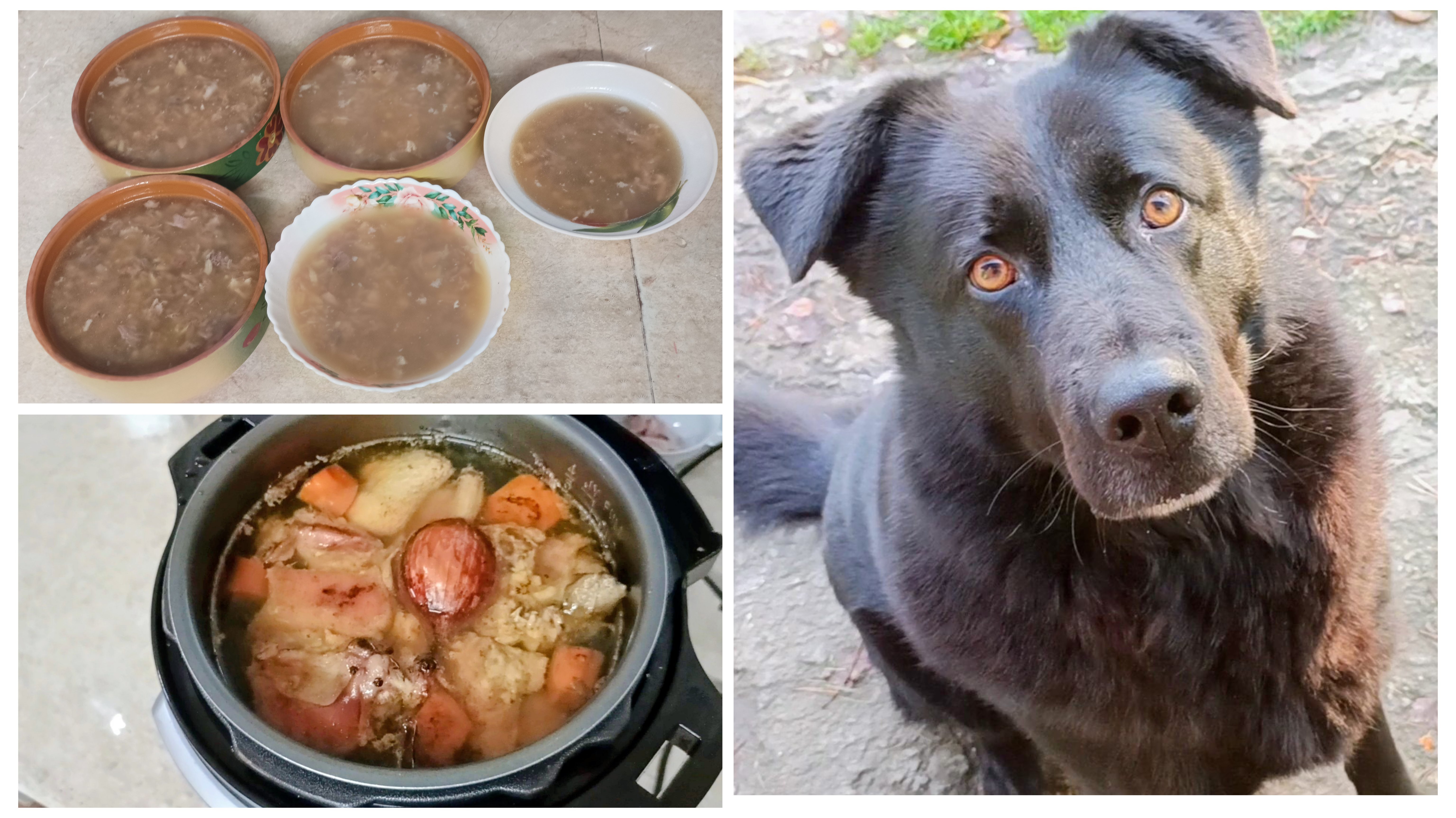 "Жизнь на пенсии".. Студень в скороварке, быстро и вкусно 👍)) До чего умный пёс 🐕🦺🤔