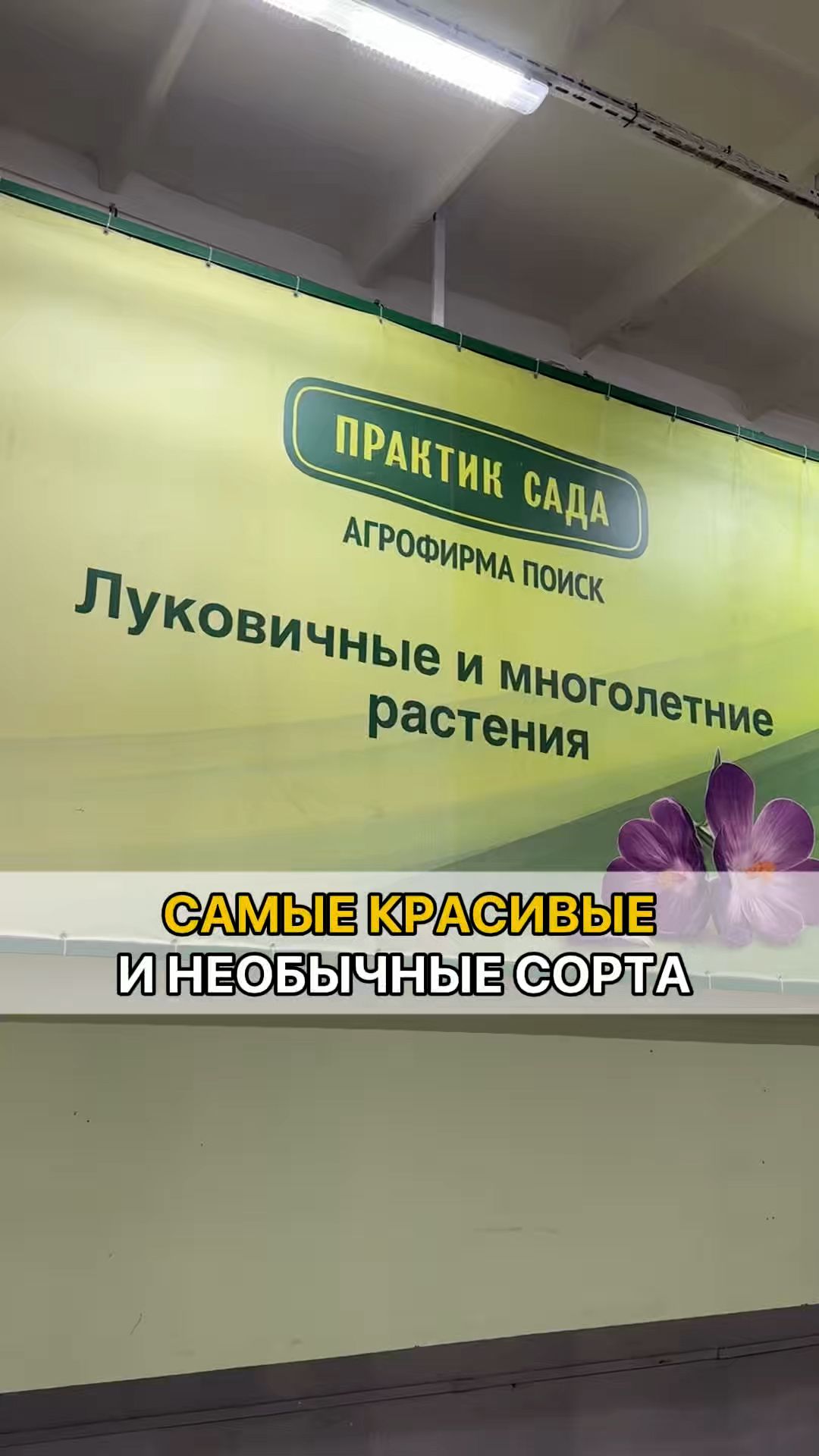 Луковичные цветы