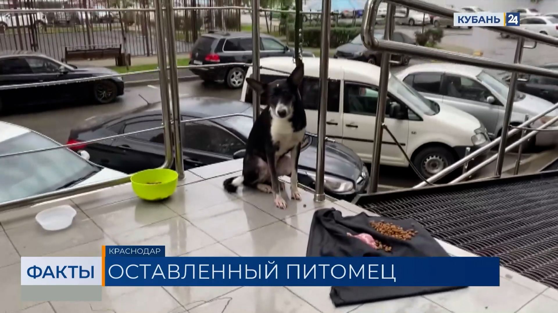 В Краснодаре ищут хозяина собаки, привязанной возле дома на улице Заполярной