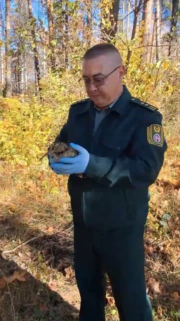 Вальдшнепа спасли в Татарстане