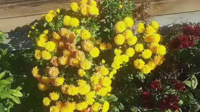 Хризантемы.