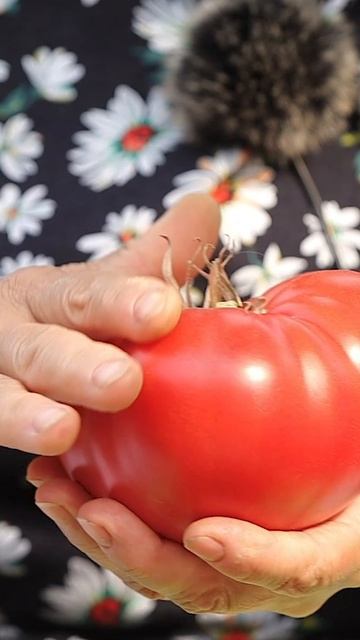 2 шикарных томата 🍅 Один - для засолки, второй - для салатов! 🥗