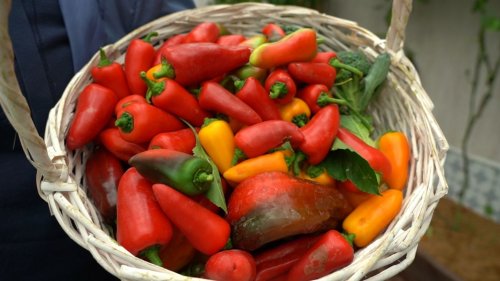 Всемирный день продовольствия. Такое утро