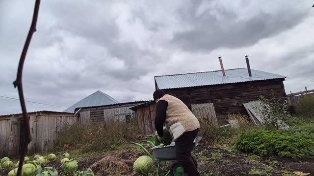снежное утро/порубила капусту/приступаю к вкусняшкам
