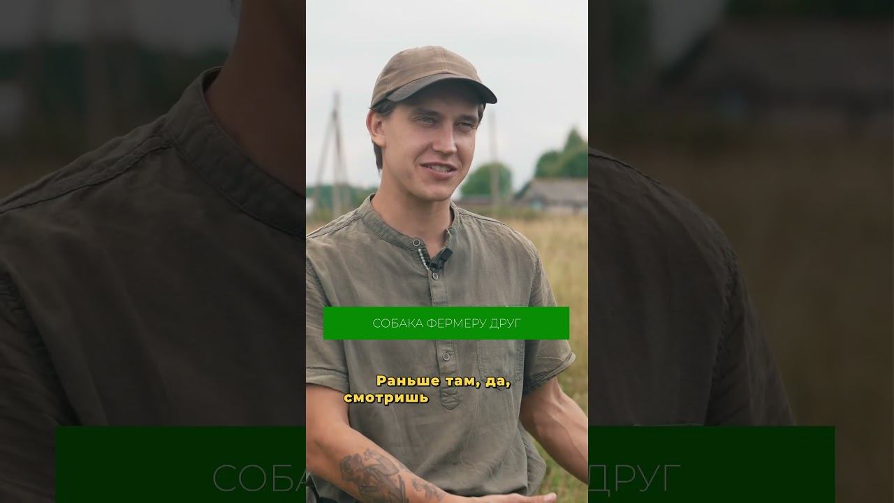 Зачем фермеру собака? #собака #ферма #овцы #пастух #овцеводство #дрессировка